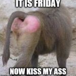 it is friday | IT IS FRIDAY; NOW KISS MY ASS | image tagged in kiss my ass its friday,friday,meme,memes,funny animals | made w/ Imgflip meme maker