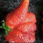 Thumbs up | STRAWBERRY UPVOTES; FOREVER | image tagged in strawberry upvotes 4 ever,strawberry,beatles,upvotes,thumbs up | made w/ Imgflip meme maker