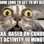 Crazy Cat | ALEXA? HOW LONG TO GET TO MY BEDROOM? ALEXA: BASED ON CURRENT CAT ACTIVITY 10 MINUTES | image tagged in crazy cat | made w/ Imgflip meme maker