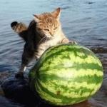 Watermelon Cat meme