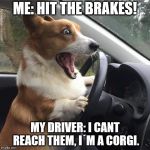 dog driver | ME: HIT THE BRAKES! MY DRIVER: I CANT REACH THEM, I´M A CORGI. | image tagged in dog driver | made w/ Imgflip meme maker
