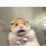 paniked hamster meme