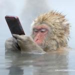Monkey Phone