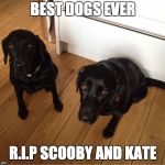 Black Labradors | BEST DOGS EVER; R.I.P SCOOBY AND KATE | image tagged in black labradors | made w/ Imgflip meme maker