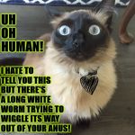 UH OH HUMAN | UH OH HUMAN! I HATE TO TELL YOU THIS BUT THERE'S A LONG WHITE WORM TRYING TO WIGGLE ITS WAY OUT OF YOUR ANUS! | image tagged in uh oh human | made w/ Imgflip meme maker