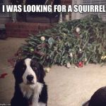 Christmas Tree hating dog is busted | I WAS LOOKING FOR A SQUIRREL | image tagged in dog christmas tree,busted,merry christmas | made w/ Imgflip meme maker