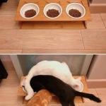 three cats, three bowls