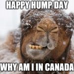 Freezing Hump Day Camel | HAPPY HUMP DAY; WHY AM I IN CANADA | image tagged in freezing hump day camel,canada,meme,memes,funny animal meme | made w/ Imgflip meme maker