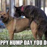 happy hump day | HAPPY HUMP DAY YOU DOG | image tagged in dogs humping,happy hump day,dog memes,new memes,goofy memes | made w/ Imgflip meme maker