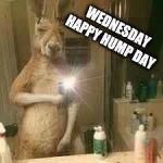 happy hump day | WEDNESDAY HAPPY HUMP DAY | image tagged in selfie wednesday,happy hump day,hump day camel,new meme,animal memes | made w/ Imgflip meme maker