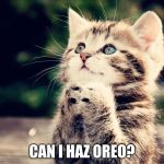 P L Z | CAN I HAZ OREO? | image tagged in kitten can i haz,oreo,chezburger | made w/ Imgflip meme maker