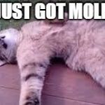 Dead cat | I JUST GOT MOLED | image tagged in dead cat | made w/ Imgflip meme maker