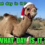 Christmas Camel | What  day  is  it ? WHAT  DAY  IS  IT ? | image tagged in christmas camel | made w/ Imgflip meme maker