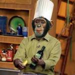 Monkey chef