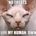 Evil Cat | NO TREATS; NO LIFE MY HUMAN  OWNER | image tagged in evil cat | made w/ Imgflip meme maker