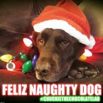 Feliz Naughty Dog | FELIZ NAUGHTY DOG; #CHUCKIETHECHOCOLATELAB | image tagged in chuckie the chocolate lab teamchuckie,feliz naughty dog,christmas,funny,memes,dogs | made w/ Imgflip meme maker