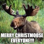 Smiling moose | MERRY CHRISTMOOSE EVERYONE!!! | image tagged in smiling moose | made w/ Imgflip meme maker
