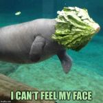 Manatee Lettuce Faceplant | I CAN’T FEEL MY FACE | image tagged in manatee lettuce faceplant | made w/ Imgflip meme maker