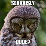 Seriously Owl | SERIOUSLY; DUDE? | image tagged in seriously owl | made w/ Imgflip meme maker