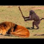 monkey hit lion tree