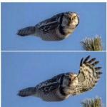 hawk that say hello meme