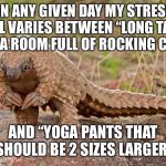 ummm pangolin | ON ANY GIVEN DAY MY STRESS LEVEL VARIES BETWEEN “LONG TAILED CAT IN A ROOM FULL OF ROCKING CHAIRS”; AND “YOGA PANTS THAT SHOULD BE 2 SIZES LARGER” | image tagged in ummm pangolin | made w/ Imgflip meme maker