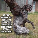 Bro-Dogs’ Code of Silence... | AT THAT MOMENT THEY LOOKED AT EACH OTHER AND AGREED THEY’D NEVER SPEAK OF THIS INCIDENT | image tagged in dogs,collision,collide,never,speak,incident | made w/ Imgflip meme maker
