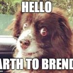 brenda dog | HELLO; EARTH TO BRENDA | image tagged in brenda dog | made w/ Imgflip meme maker