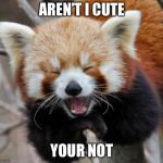 Red Panda | AREN’T I CUTE; YOUR NOT | image tagged in red panda | made w/ Imgflip meme maker