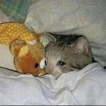 Crying cat in bed