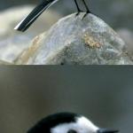 Clinically Depressed Pied Wagtail meme
