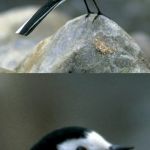 Clinically Depressed Pied Wagtail | when  you realize; that the worm is smarter than you | image tagged in clinically depressed pied wagtail | made w/ Imgflip meme maker