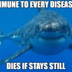 Straight White Shark | IMMUNE TO EVERY DISEASE DIES IF STAYS STILL | image tagged in straight white shark,shark,meme,disease | made w/ Imgflip meme maker