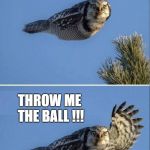 Throw me the ball | HEY COACH; THROW ME THE BALL !!! | image tagged in throw me the ball | made w/ Imgflip meme maker