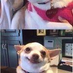 Angry dog meme vertical | AROUND MY OWNER AROUND OTHER PEOPLE | image tagged in angry dog meme vertical | made w/ Imgflip meme maker
