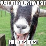 Funny Goat | I JUST ATE YOUR FAVORITE; PAIR OF SHOES! | image tagged in funny goat | made w/ Imgflip meme maker