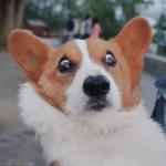 corgi mind blown