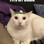 Walter Goes to Mexico | THIS HAT FITS MY BRAIN | image tagged in walter goes to mexico | made w/ Imgflip meme maker