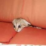 Kitty in sofa