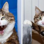 Angry cat frightens itself