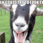 Funny Goat | WHEN GOATS TRY TO LOOK THUG | image tagged in funny goat | made w/ Imgflip meme maker