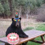 Birthday Bear