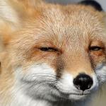 sceptic fox