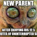 Props to those of you with small children, you rock! | NEW PARENT; AFTER ENJOYING HIS 12.5 MINUTES OF UNINTERRUPTED SLEEP | image tagged in new parent,no sleep,sleep deprivation,lemur | made w/ Imgflip meme maker