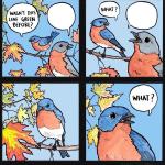 Confused Bird