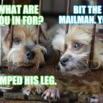 Nobody knows the kibble I've seen... | BIT THE MAILMAN. YOU? WHAT ARE YOU IN FOR? HUMPED HIS LEG. | image tagged in dogs in jail,memes,what are you in for,i killed a man and you,mailman | made w/ Imgflip meme maker