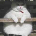 Don gatto