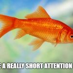 Goldfish of purity | I HAVE A REALLY SHORT ATTENTION SP | image tagged in goldfish of purity | made w/ Imgflip meme maker