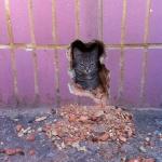 Cat in a wall