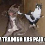 Kung Fu Cat | MY TRAINING HAS PAID OF. | image tagged in kung fu cat | made w/ Imgflip meme maker
